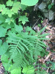 Phegopteris excelsior