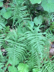 Phegopteris excelsior
