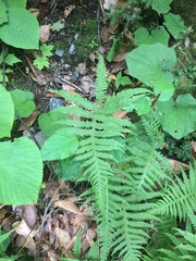 Phegopteris excelsior