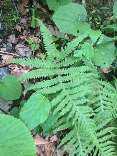 Image of Phegopteris excelsior by no rights reserved