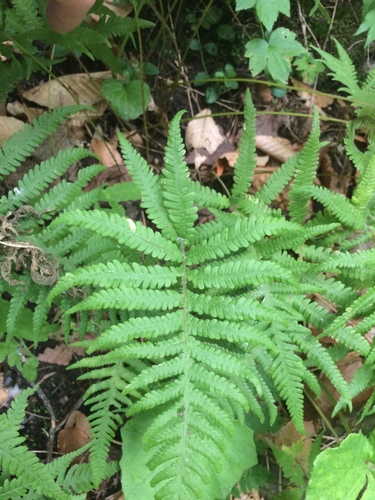 Image of Phegopteris excelsior by no rights reserved