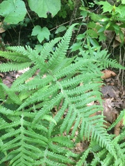 Phegopteris excelsior