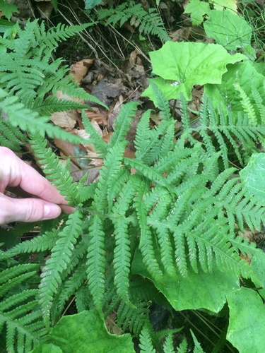 Image of Phegopteris excelsior by no rights reserved