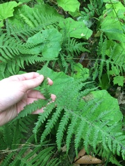 Phegopteris excelsior