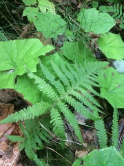 Phegopteris excelsior