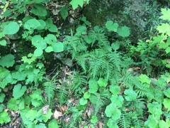 Phegopteris excelsior