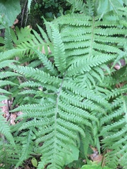 Phegopteris excelsior