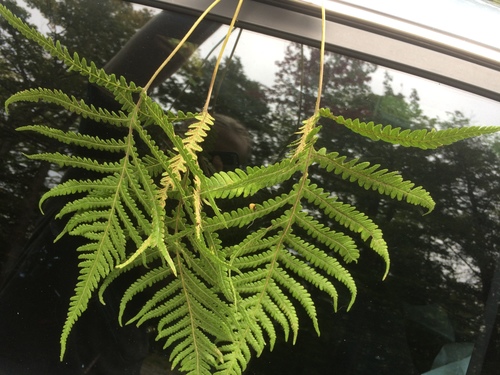 Image of Phegopteris excelsior by no rights reserved