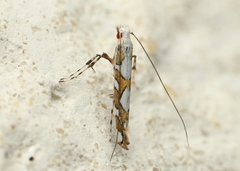 Acrocercops albinatella