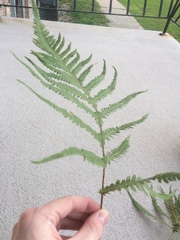 Phegopteris excelsior