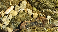 Cyclograpsus punctatus