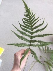 Phegopteris excelsior