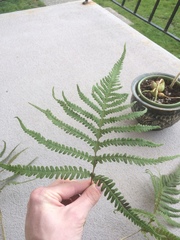 Phegopteris excelsior
