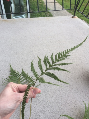 Image of Phegopteris excelsior by no rights reserved