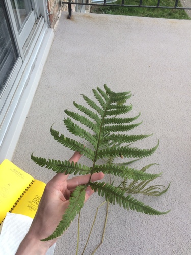 Image of Phegopteris excelsior by no rights reserved