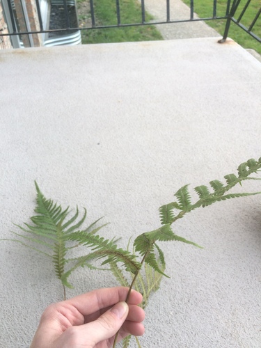 Image of Tall Beech Fern (Phegopteris excelsior) by no rights reserved