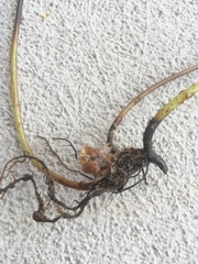 Phegopteris excelsior