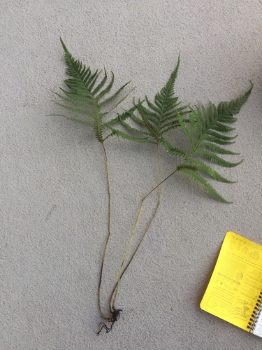 Image of Phegopteris excelsior by no rights reserved