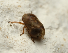 Clastoptera querci