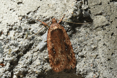 Agonopterix clemensella