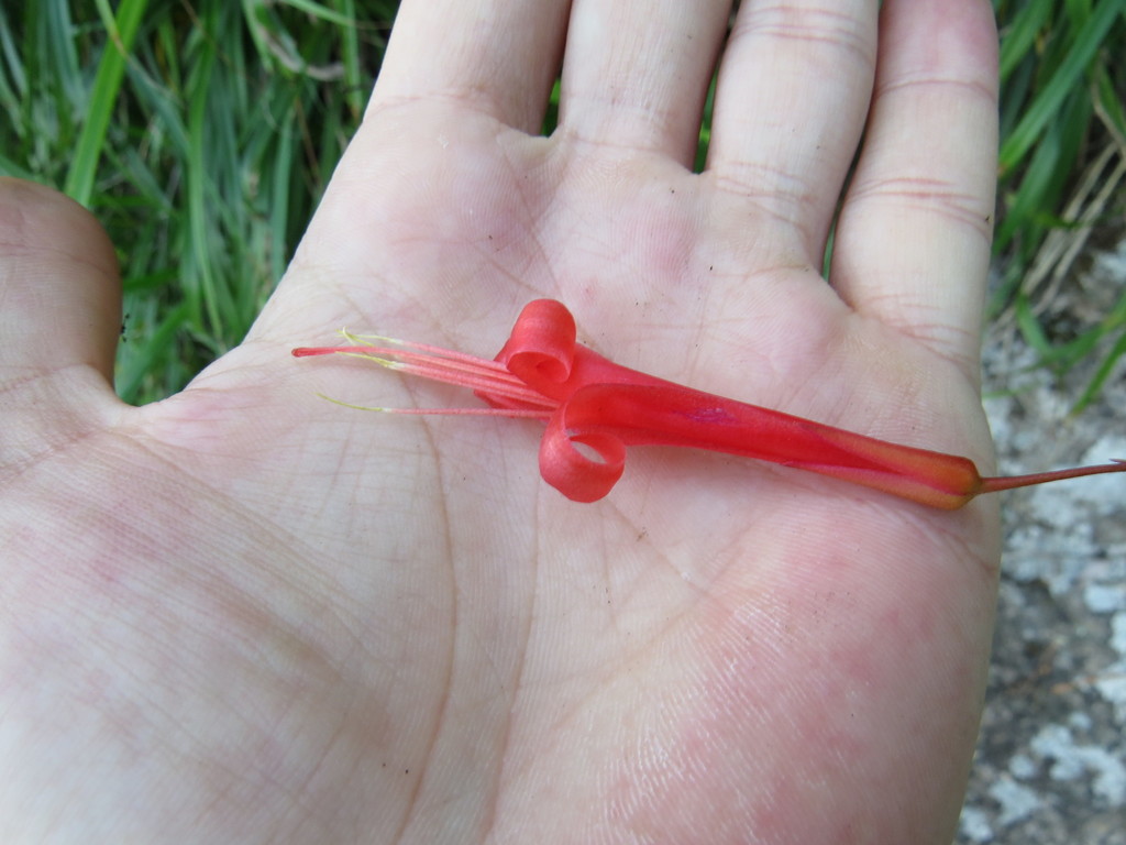 Pitcairnia staminea