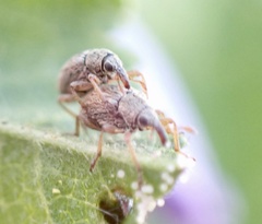 Malvapion malvae