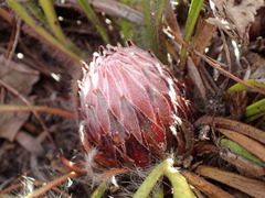 Protea scabriuscula