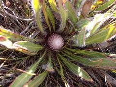 Protea scabriuscula