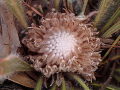Protea scabriuscula