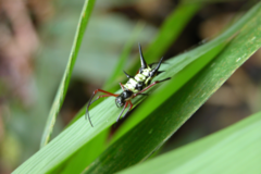 Micrathena kirbyi