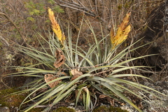 Tillandsia grossispicata