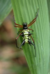 Micrathena kirbyi