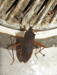 Leptoscelis elongator