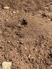 Pogonomyrmex occidentalis