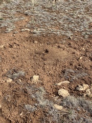 Pogonomyrmex occidentalis