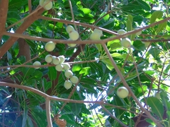 Sideroxylon capiri tempisque