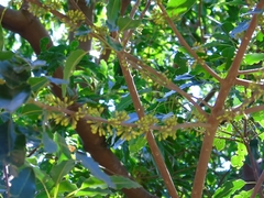 Sideroxylon capiri tempisque