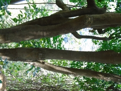 Sideroxylon capiri tempisque