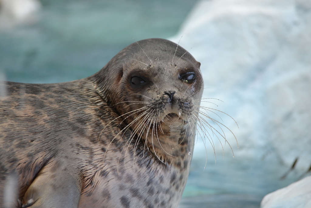 Arctic Ringed seal