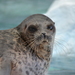 Arctic Ringed Seal - Photo (c) Kingfisher, some rights reserved (CC BY-SA)