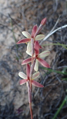 Hesperantha radiata