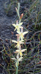 Hesperantha radiata