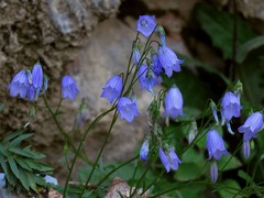 Campanula cespitosa