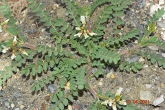 Astragalus edulis