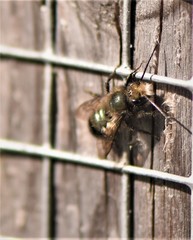 Osmia lignaria propinqua