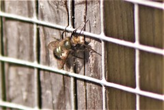 Osmia lignaria propinqua