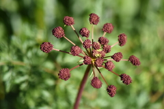 Lomatium dissectum dissectum