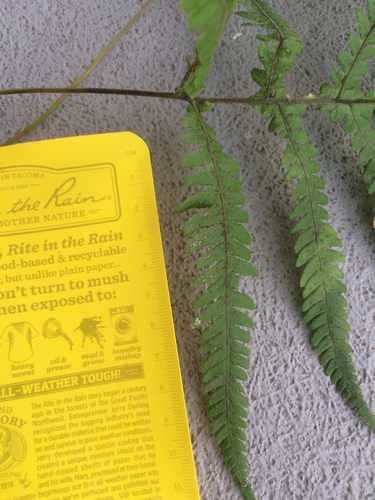 Image of Phegopteris excelsior by no rights reserved