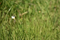 Anthocharis julia flora