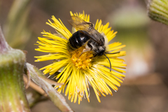 Andrena
